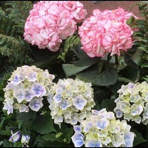 Meet your Posher, Chloe